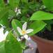 Citrus lemon 7