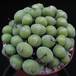 Conophytum  pearsonii
