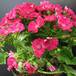Cineraria 3