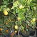 Citrus lemon 3 1