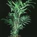 Chamaedorea elegans 1884