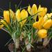 Crocus 3