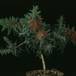 Callistemon 2004