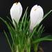 Crocus 2