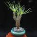 Cotyledon wallichii 2