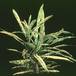 Codiaeum variegatum -Gold star- 1887