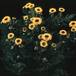 Chrysanthemum indicum yumini SIb