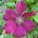 Clematis