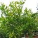 Citrus aurantium bvrt