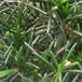 Chamelaucium sp SIl