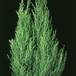 Cupressus macrocarpa 1889