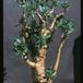 Cotyledon paniculata 1655