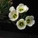 Chamelaucium sp. 3