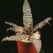 Cryptanthus zebrinus 1905