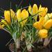 Crocus sp SIb