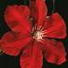 Clematis sp SIb