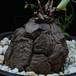 Dioscorea elephantipes SIb