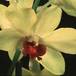 Dendrobium-2917