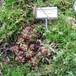Drosera aliciae bvrt