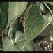 Dioscorea elephantipes 1685