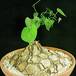 Dioscorea elephantipes 1644
