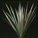 Dracaena marginata bicolor 1866