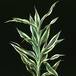 Dracaena deremensis 1877