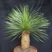 Dasylirion acrotrichum