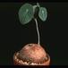 Euphorbia orbiculifolia 3100