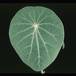 Euphorbia orbiculifolia 3103