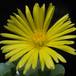Fenestraria aurantiaca fl