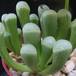 Fenestraria aurantiaca body