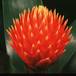 Guzmania conifera