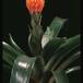Guzmania conifera 20460