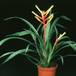 Guzmania dissitiflora 1989