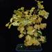 Ginkgo biloba
