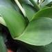 Haemanthus albiflos