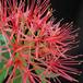 Haemanthus multiflorus SIf