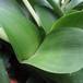 Haemanthus albiflos SIl