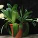 Haemanthus albiflos 2