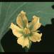 Ibervillea sonorensis 1667