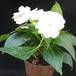 Impatiens 2