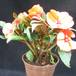 Impatiens 5