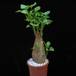 Ipomoea patatas