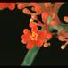 Jatropha podagrica 1628
