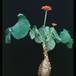 Jatropha podagrica 1627