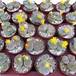Lithops gracilidelineata dop