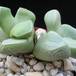 Lapidaria margaretae1