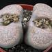 Lithops gracilidelineata 2