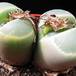 Lithops olivacea olivacea